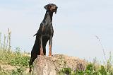 DOBERMANN 102